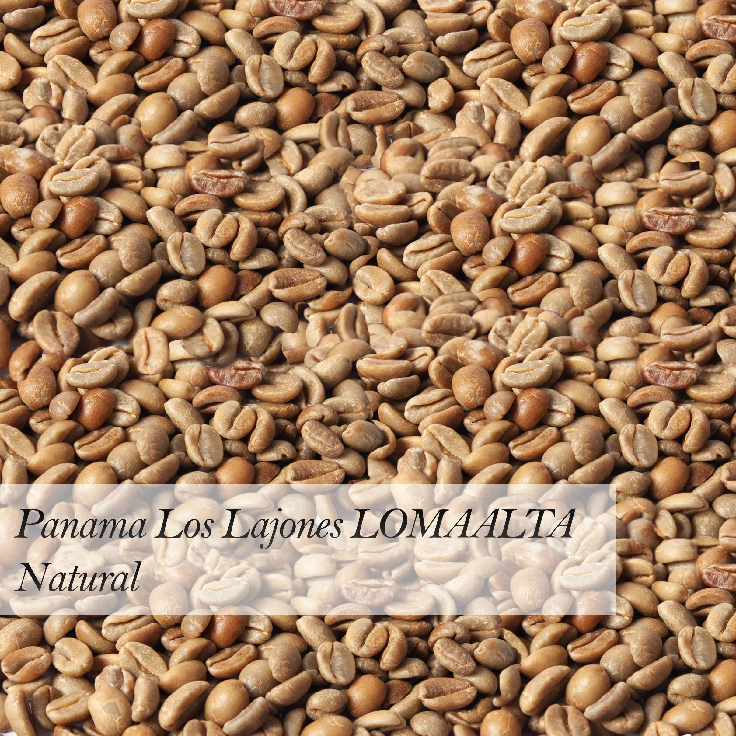 
Panama Los Lajones LOMAALTA Natural High Quality Green Coffee Beans Wholesale 