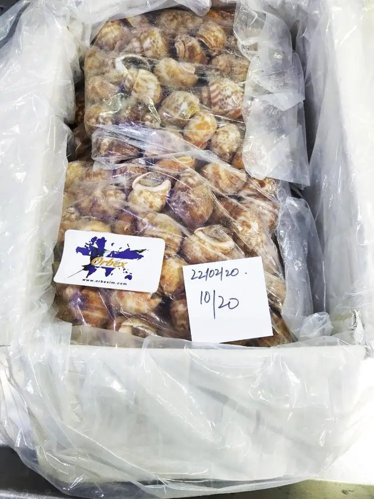 
100% Live Frozen Top Shells (Baigai) 