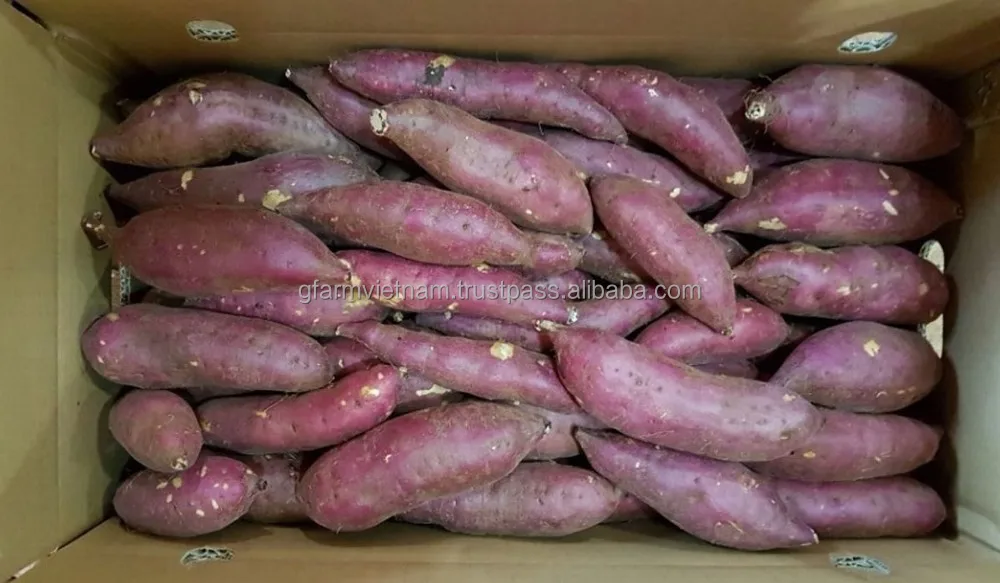 
Season 2019 for sale sweet potato Japanese best price 