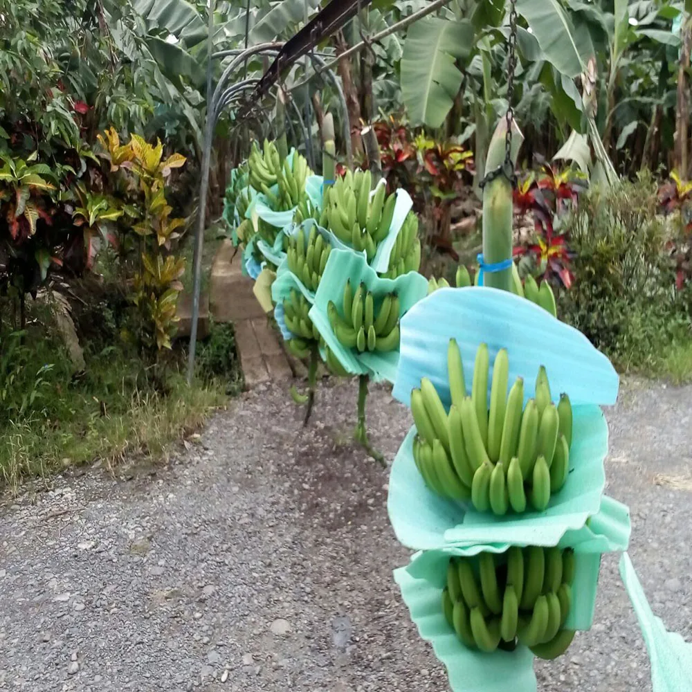 
BANANAS Premium quality 