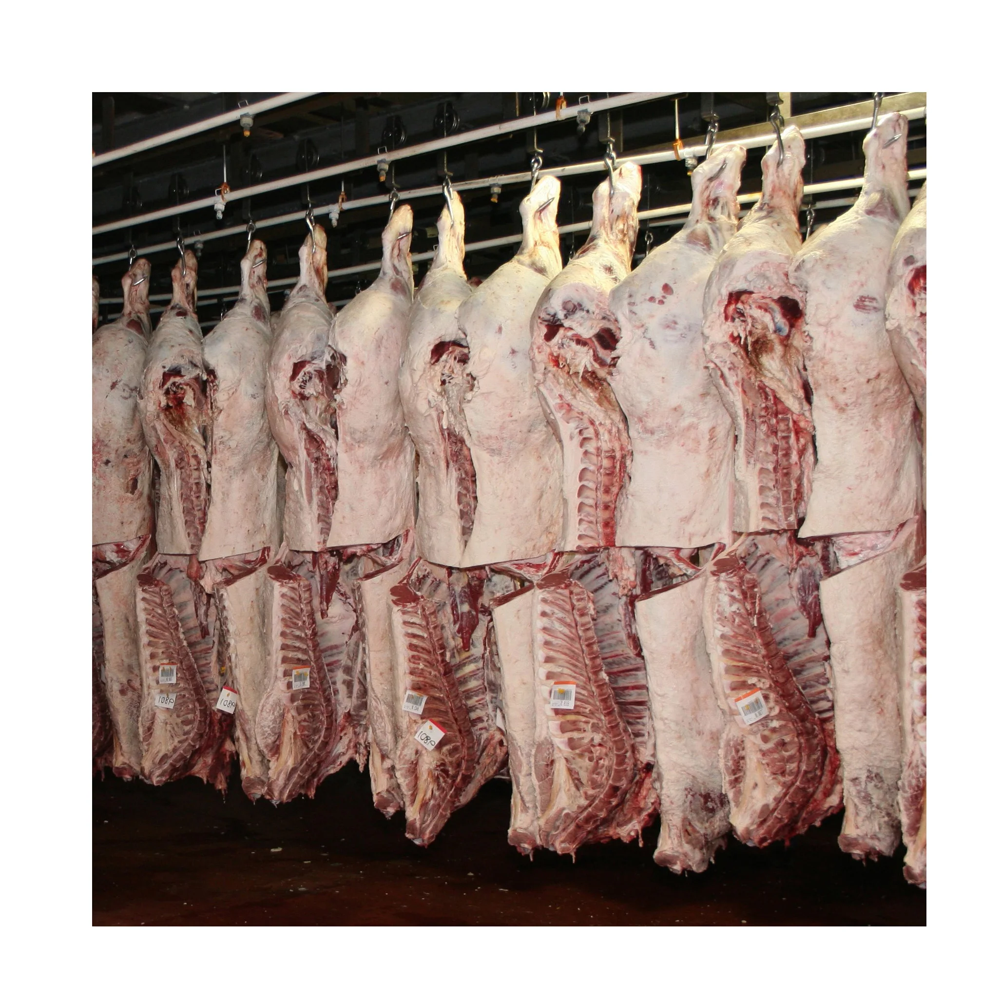 
Halal Lamb Meat In Carcass / Frozen Lamb Carcass In Bulk For Sale Premium Quality From Thailand 