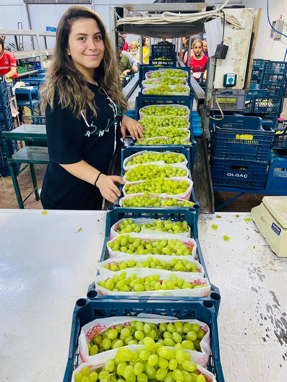 Fresh Green Grapes Buy Green Grapes Fresh Grapes Fresh Grapes From