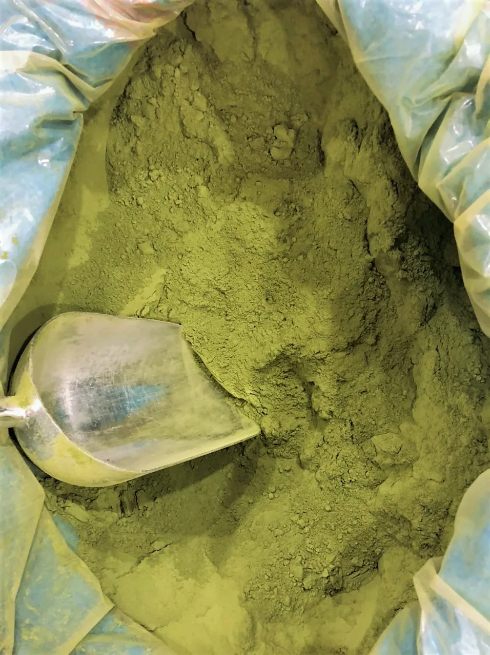 moringa powder leaf