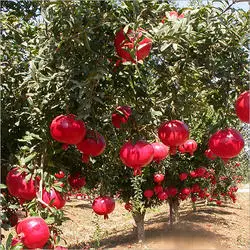 pomegranate3.jpg
