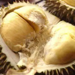 durian seed4.jpg