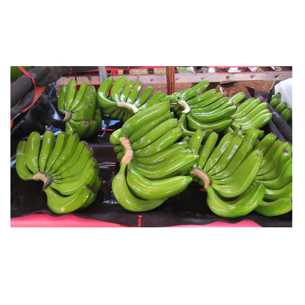 
Green cavendish bananas from Viet Nam (Bien Ho) 