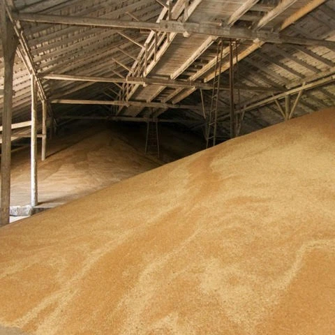 
Russian wheat grain NON GMO Class 2 and 3 