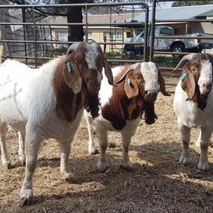 
malta goat (maltese goat) Live stock Bred Boar Goats 