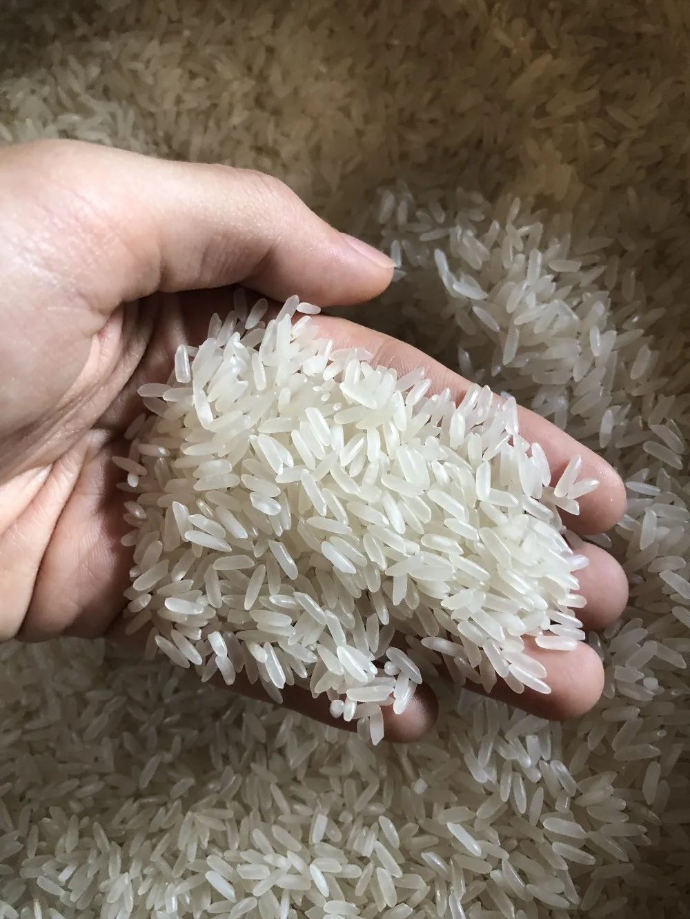 越南茉莉花米 a级优质 (whatsapp rosie:   84909993195)