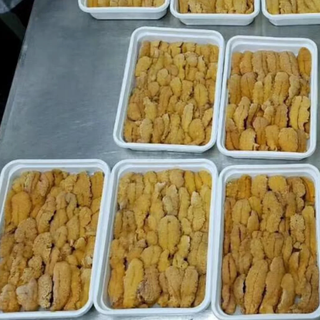 
UNI Sea Urchin 
