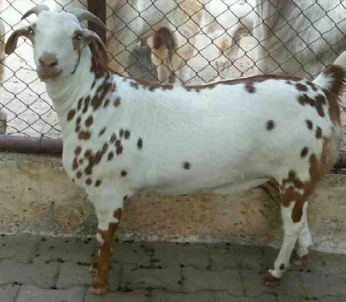 
Barbari goats 