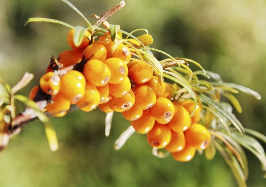 行业  食品和饮料  水果制品  冷冻水果     冻干 冷冻 lingonberries