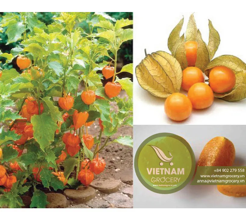Vietnam Organic Fresh Yellow Golden Berry for Wholesale
