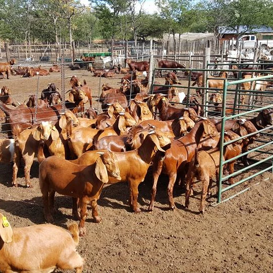 
malta goat (maltese goat) Live stock Bred Boar Goats  (62010480927)