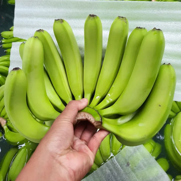 
NEW 2020 Vietnam export fresh cavendish banana price per carton box 