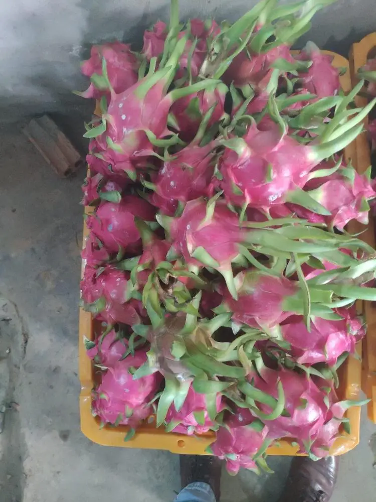 
Vietnam Fresh fruit/ Fresh dragon fruit for export 
