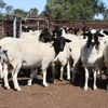 /product-detail/healthy-livestock-live-animals-goats-sheep-cattle-lambs-cows-heifers-holstein-for-sale-62009633662.html