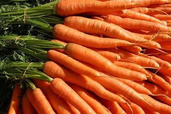 carrot-leaves.jpg