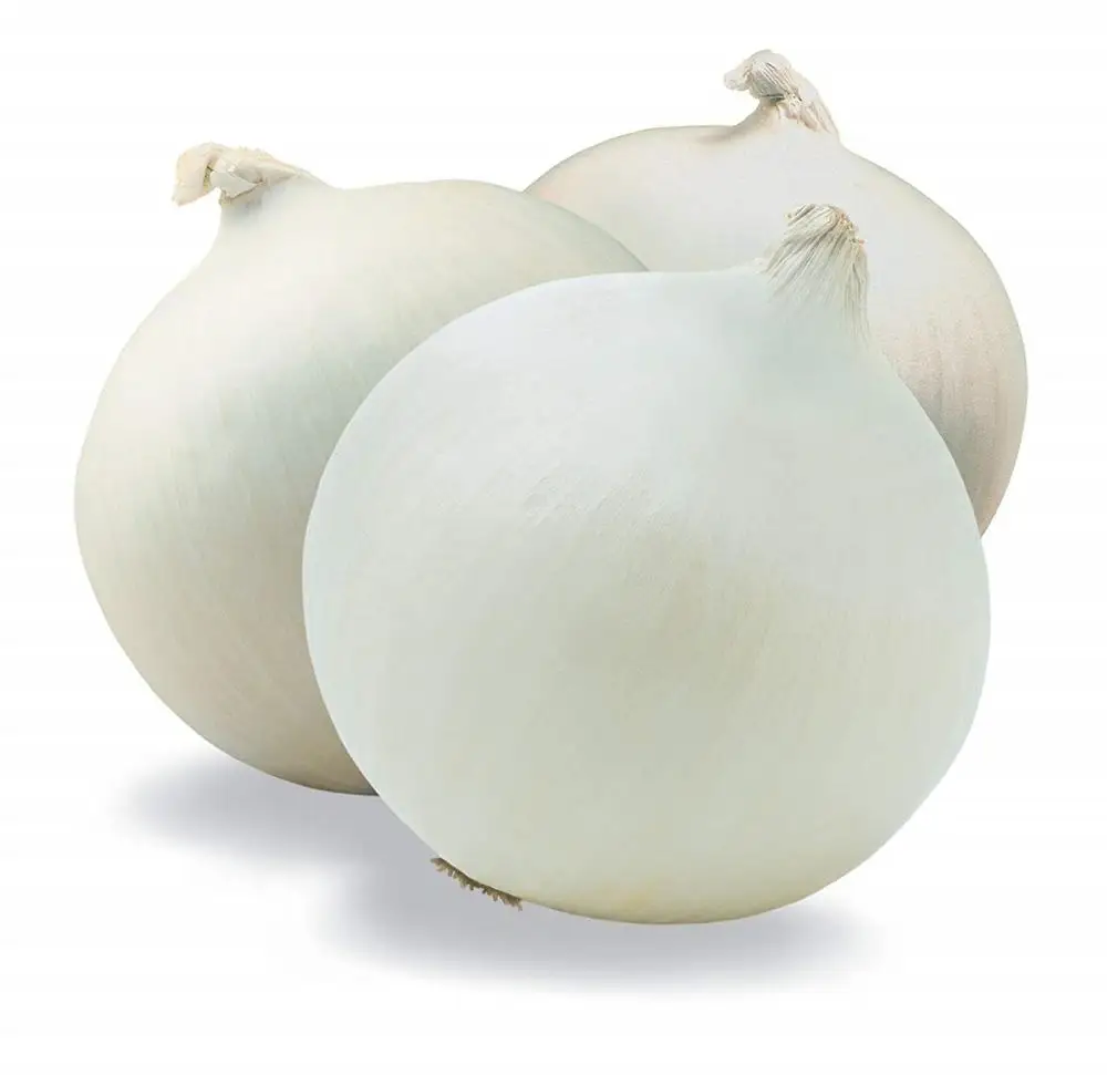 fresh white onion