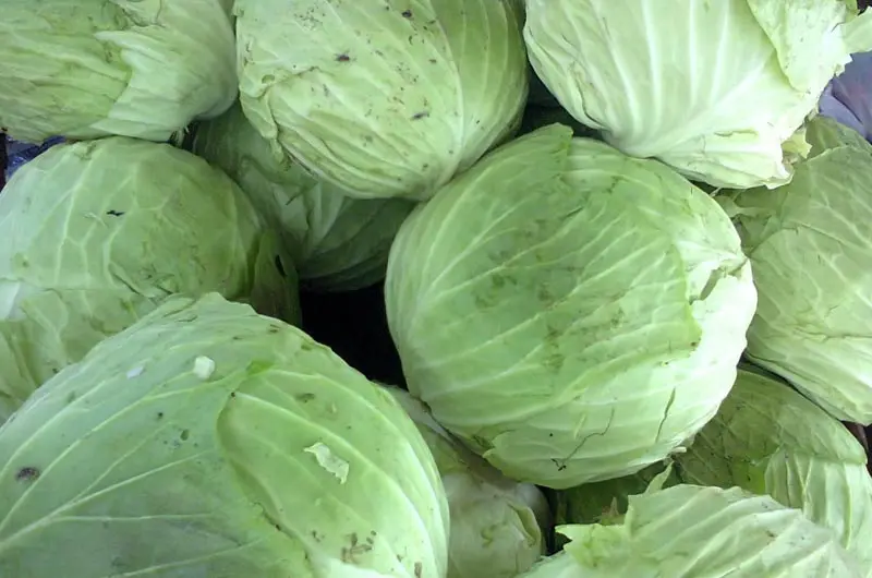 fresh-cabbage.jpg