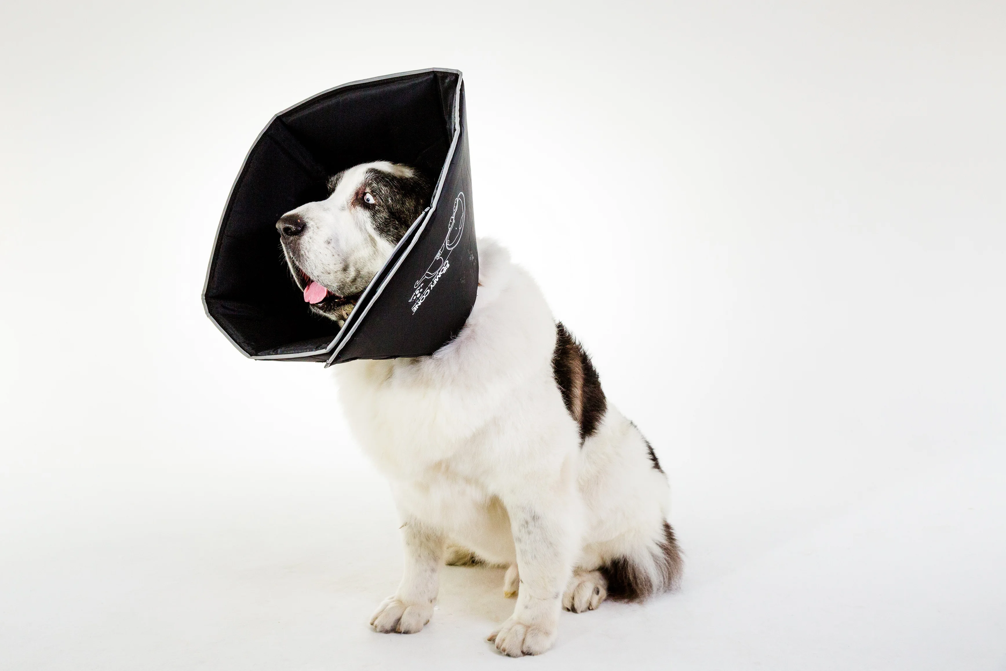 The Patented Comfy Cone By All Four Paws,Black,For Dogs,Pet Recovery ...