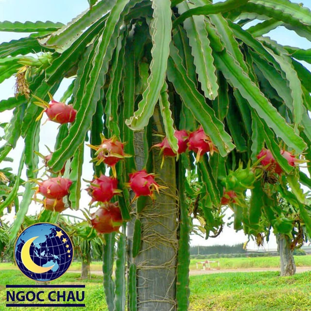 vietnam fresh dragon fruit with high quality, standard export