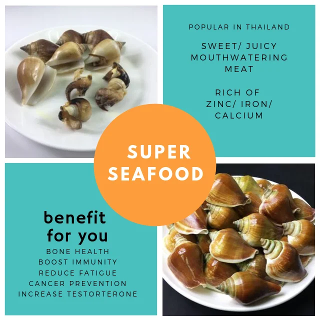 
Live Sungsuwan Large Wing Shell Delicious Seafood from Thailand 
