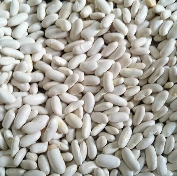 
White Beans -BEST QUALITY, BEST PRICES (SPICES LAND FOR EXPORT) 
