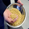 High Quality Premium Natural and Non- GMO Yellow Soybean Seeds / Soya Bean /Soy Beans (human and animal feed)