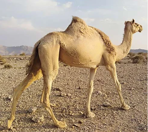 
Live Camels,cow,camel,sheep,goat,ox,bull 