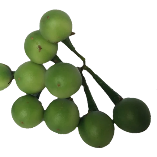 
Pea Eggplant Solanum trilobatum Ceylon Ayurvedic Herbal Hygienic Organic Vegetable Thai Eggplant Small Eggplant 