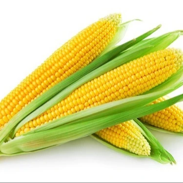 
yellow corn OF PREMIUM GRADE FOR SALE 