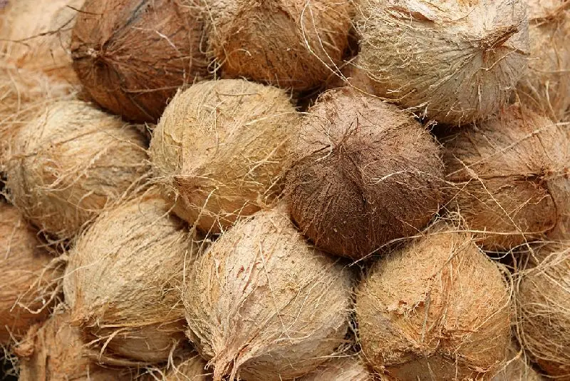 coconut-husk-.jpeg