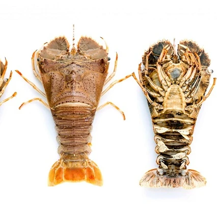 
Whole Fesh Slipper Lobster   best tasted 