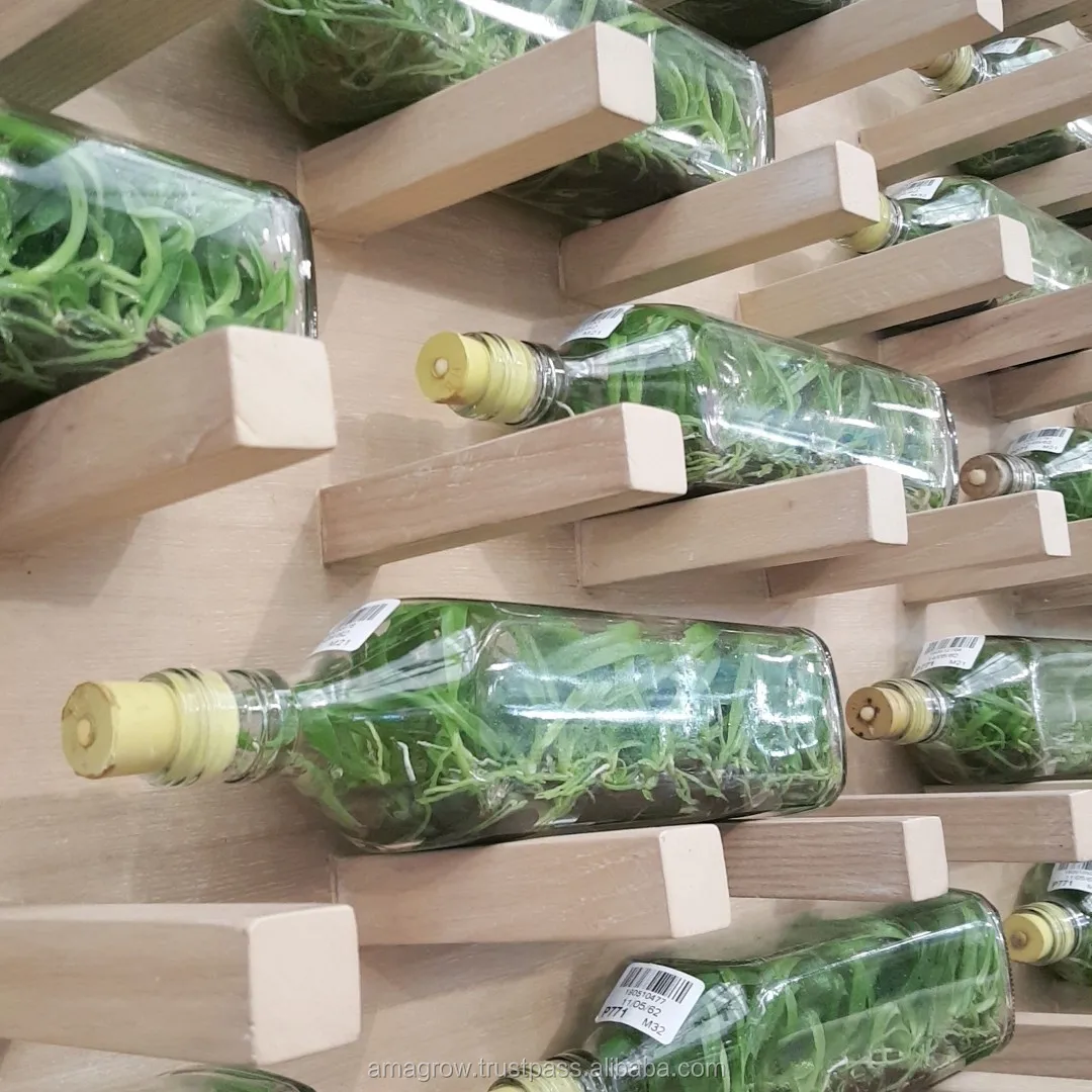 
Fresh 100% Orchid Flask Seedlings Natural Multi Color Ornament Plants Dendrobium Flower Tissue Culture Thailand Highest Quality 