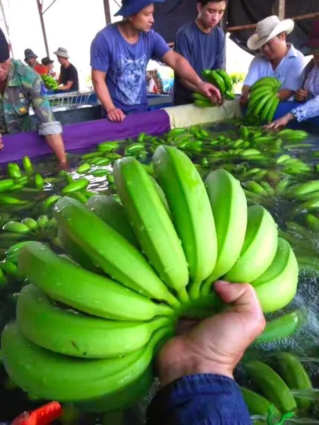 
HOT 2020 for sale fresh banana carton box with best prices 