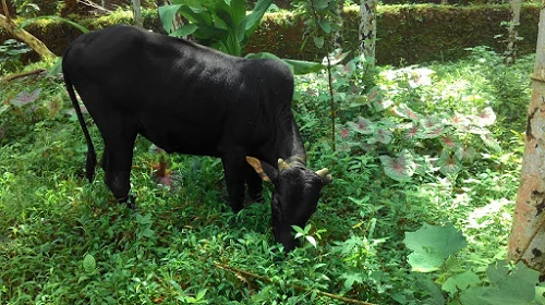 kasaragod 矮矮牛公牛