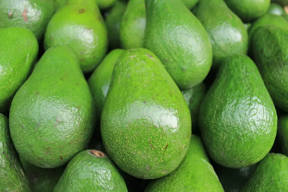 Premium Grade Hass Avocado-Global Gap Certified Fresh Style Green Skin 95% Mature