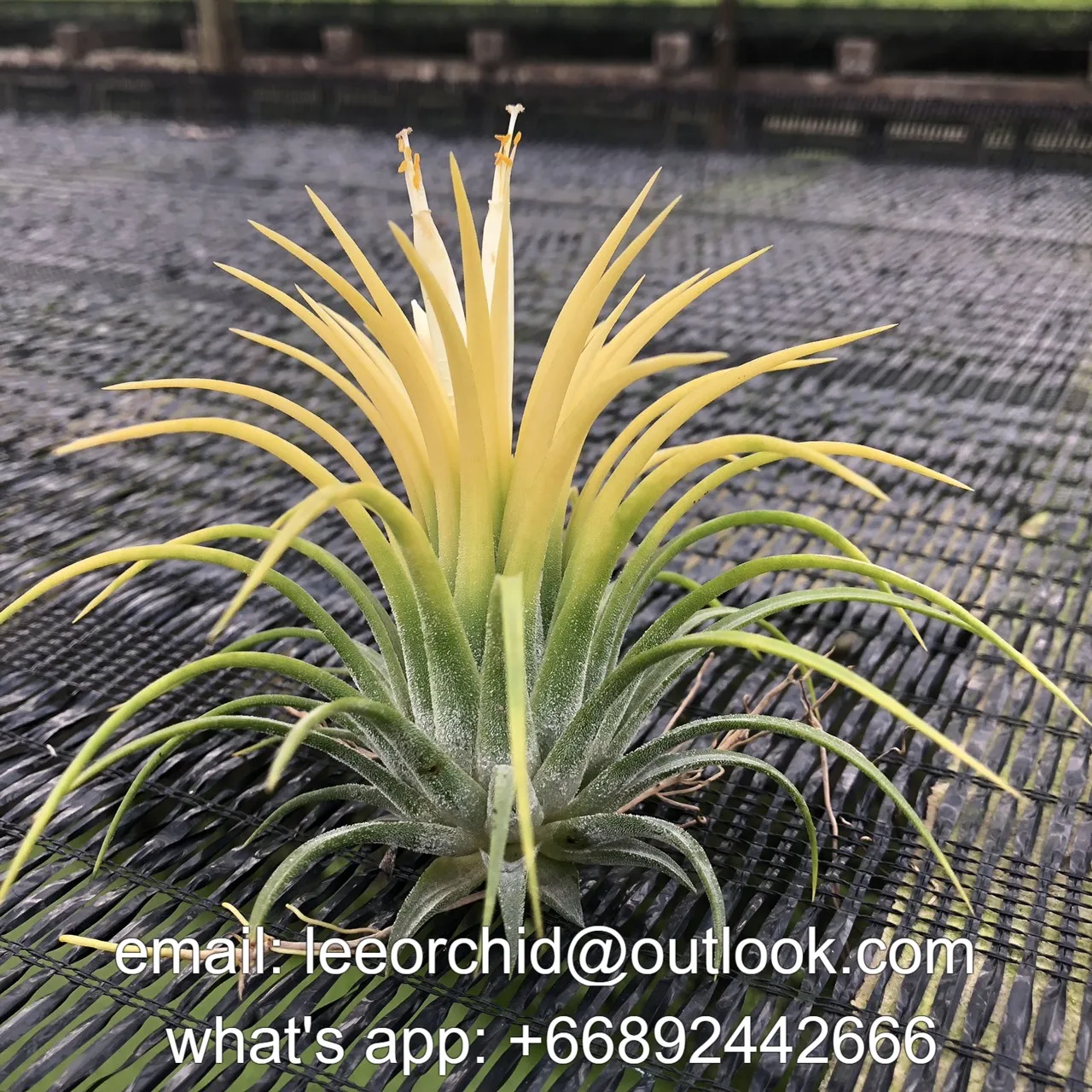 
Thailand Air Tillandsia Plant Plants Ionantha Druid Bromeliad 