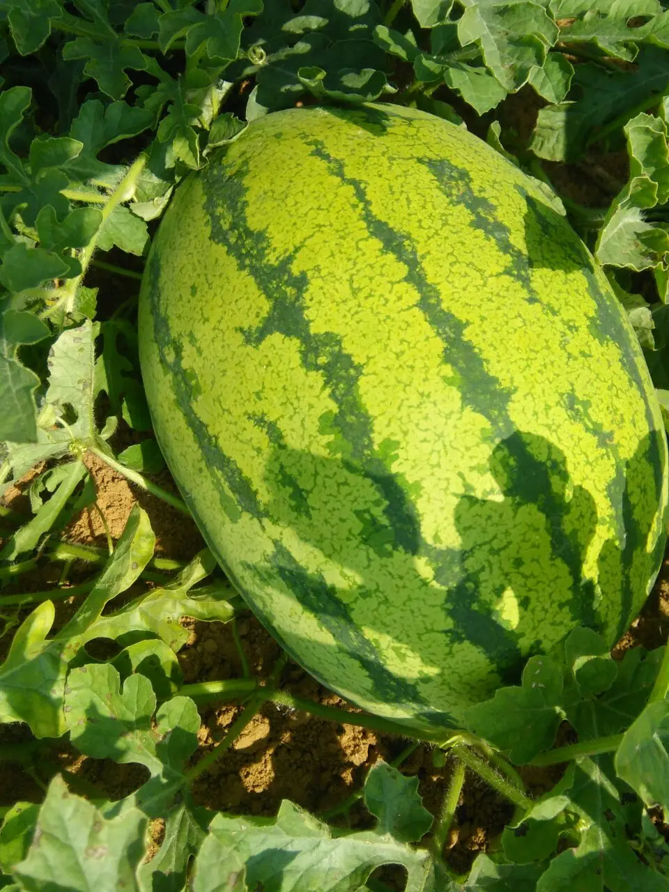 Hybrid F1 Watermelon Seed For Plantinghuawang No.7 Buy Grown