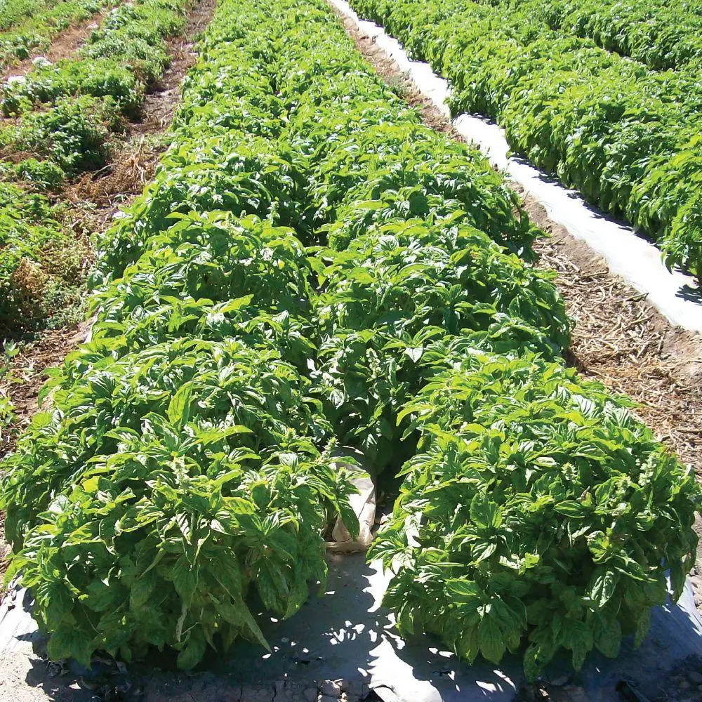 leaf ocimum sanctum / holy basil / tulsi leaves seeds