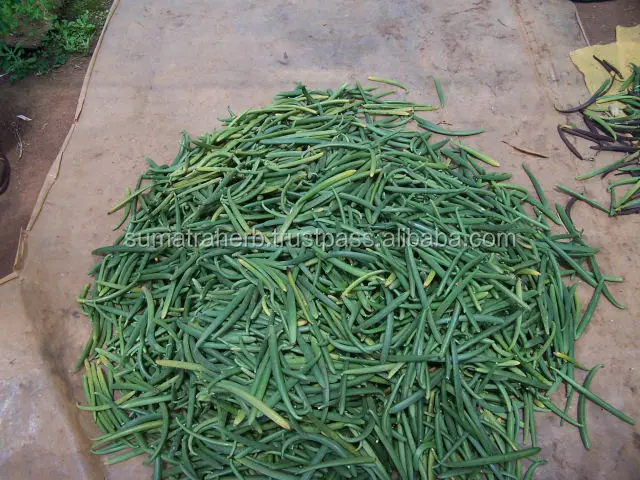 
High Quality 14-18 cm Grade A Black Vanilla Beans with Good Price 