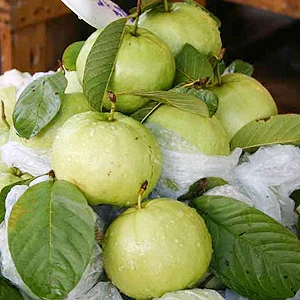 
FRESH GUAVA SWEET T/White TASTY GUAVA FRUIT OF THAILAND FACTORY SUPPLY NATURAL GUAJAVA FRUITS DELICIOUS HIGHEST QUALITY Per Tons 
