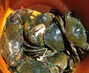 frozen soft shell crab/live blue crab