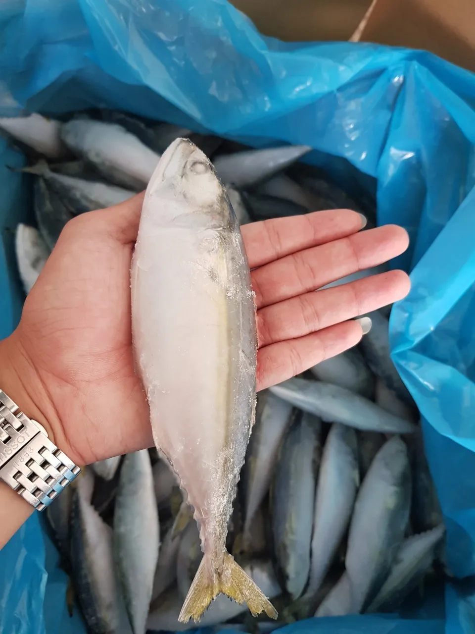 对冷冻印度鲭鱼,马鲭鱼,big eye scad 的大促销,-高品质-jenny: whats