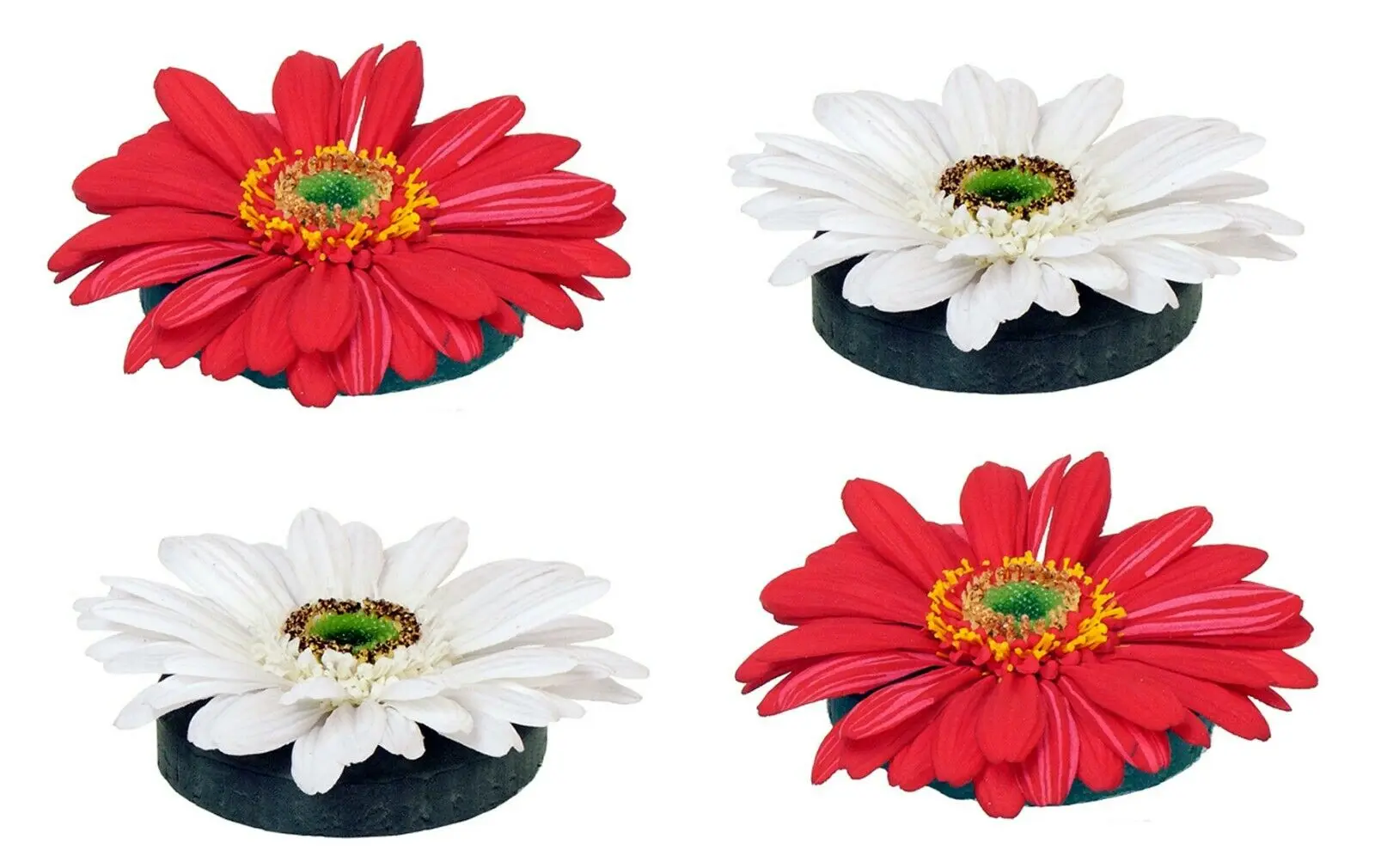 gerbera daisy flowers