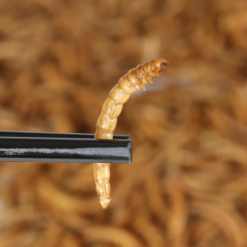 High Protein Dried Mealworms Feed For Chicken Buy High Protein