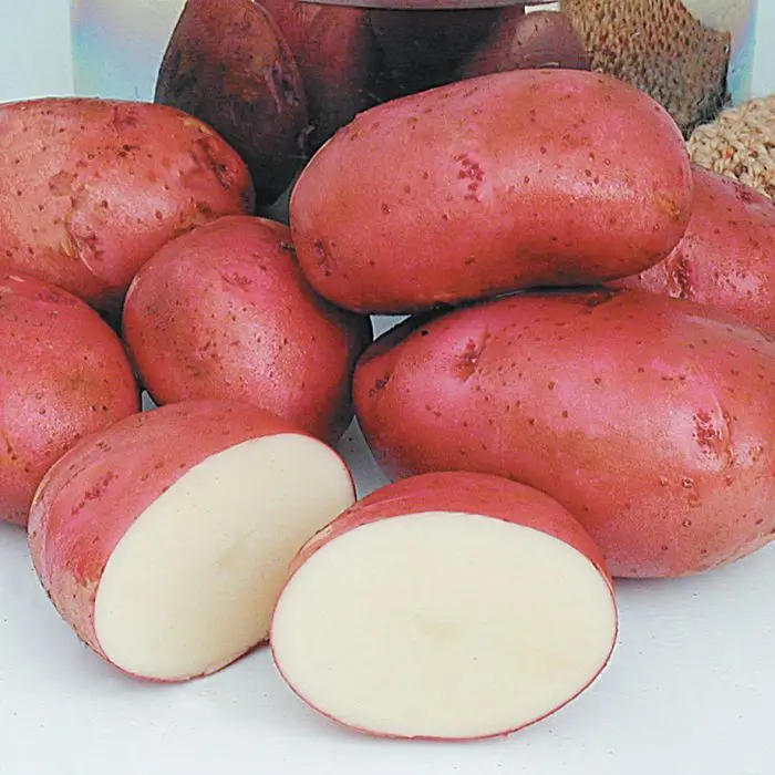 hot sale south africa fresh red sweet potato