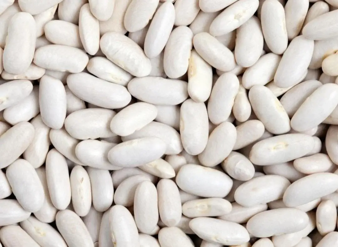 白芸豆