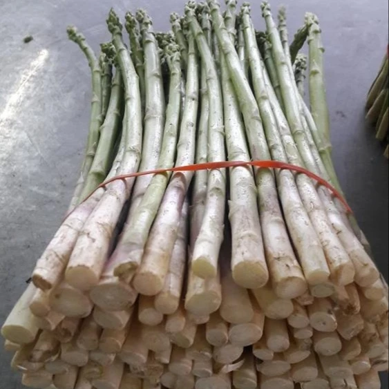 
Asparagus fresh grade AA Jumbo from Thailand 